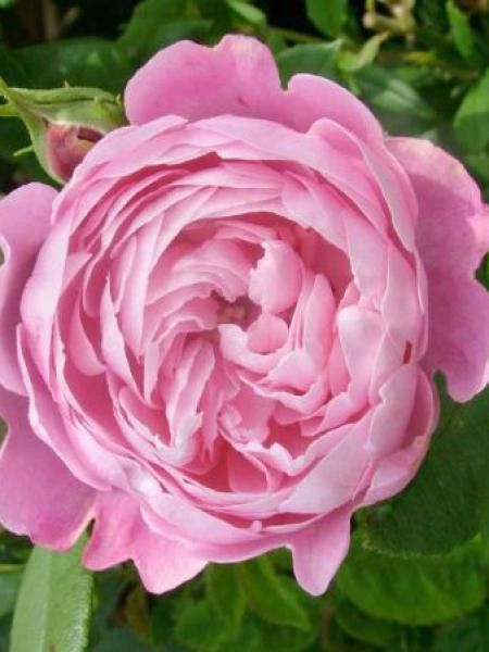 Rosier ancien Bourbon 'La Reine Victoria'