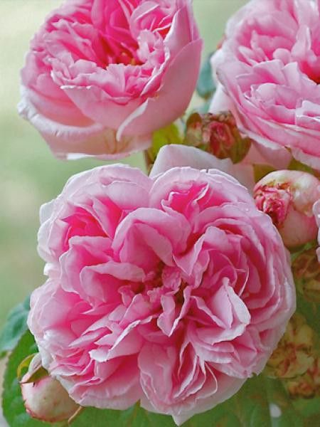 Rosier ancien Bourbon 'Mme Ernest Calvat'