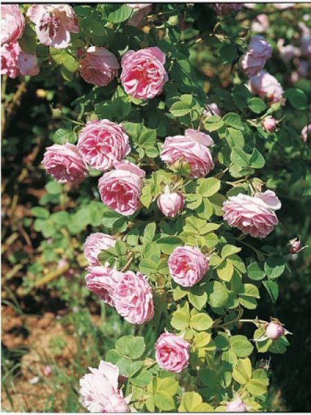 Rosier ancien Bourbon 'Queen of Bourbons'