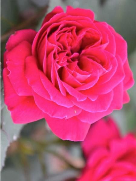 Rosier ancien Bourbon 'Réveil'