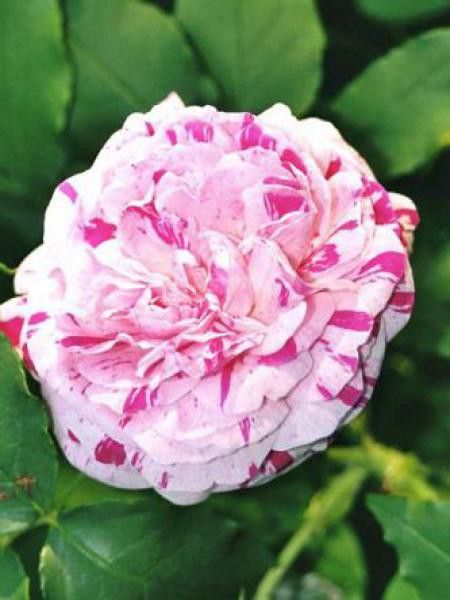Rosier ancien Bourbon 'Variegata di Bologna'