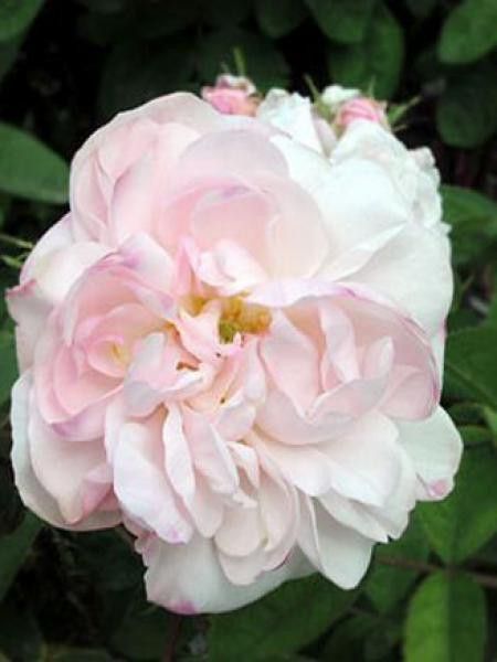 Rosier ancien de Chine 'Mousseline'