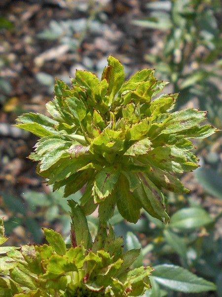 Rosier ancien de Chine 'Viridiflora'
