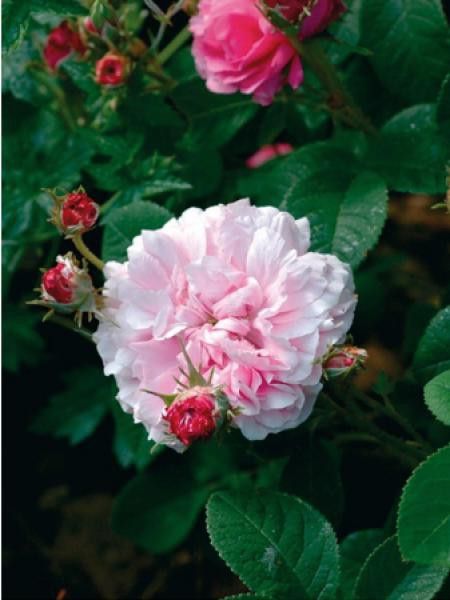 Rosier ancien de Damas 'Ispahan'