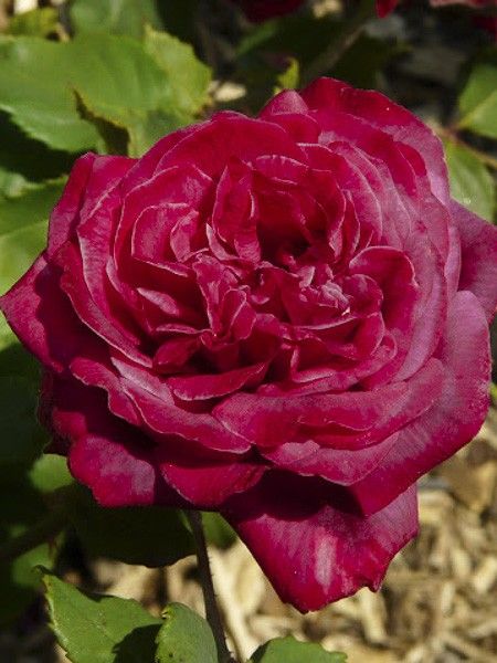 Rosier ancien 'Empereur du Maroc '