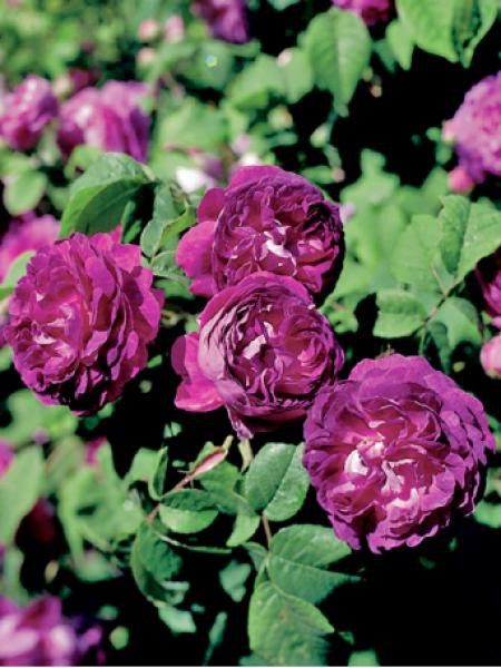 Rosier ancien gallique 'Cardinal de Richelieu'