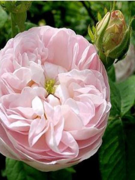 Rosier ancien gallique 'Duchesse de Montebello'