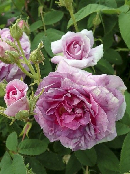 Rosier ancien gallique 'Jenny Duval '