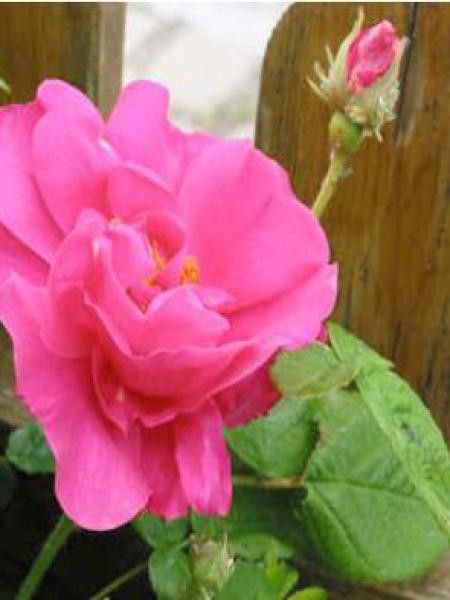 Rosier ancien gallique officinal