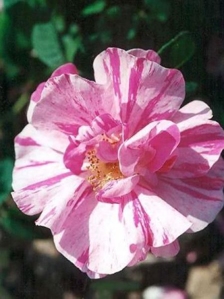 Rosier ancien gallique 'Versicolor'