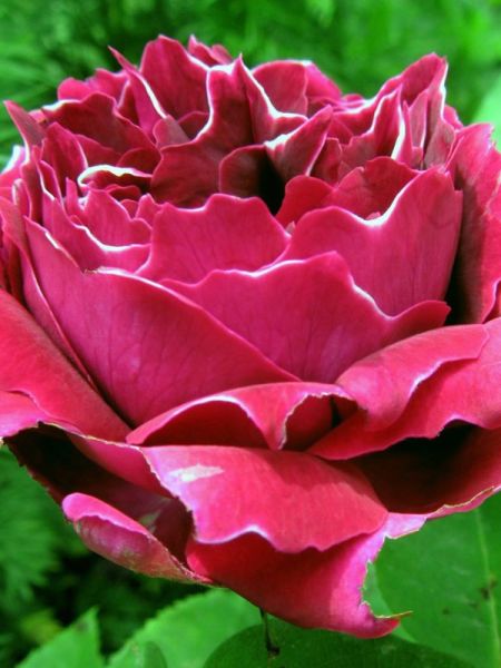 Rosier ancien hybride remontant 'Baron Girod de l'Ain'®