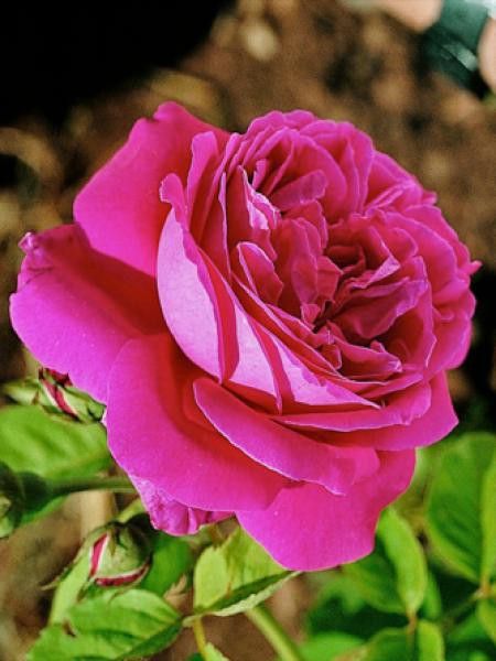 Rosier ancien hybride remontant 'Comtesse d''Oxford''