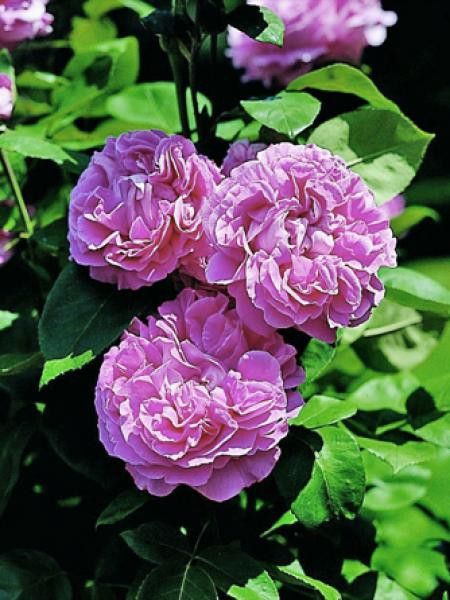 Rosier ancien hybride remontant 'Paul Neyron'