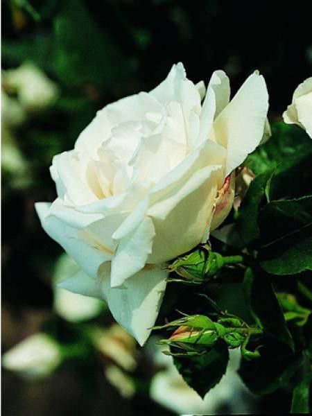 Rosier ancien hybride remontant 'Reine des Neiges'