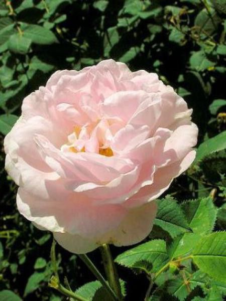 Rosier ancien 'Maiden's Blush'