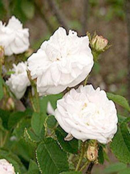 Rosier ancien mousseux 'Comtesse de Murinais'