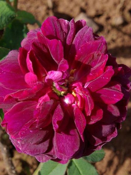 Rosier ancien mousseux 'Nuits de Young'