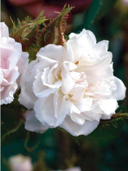 Rosier ancien mousseux 'Quatre Saisons Blanc Mousseux'