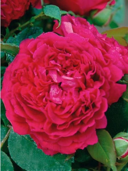 Rosier ancien portland 'Abbé Bramerel'