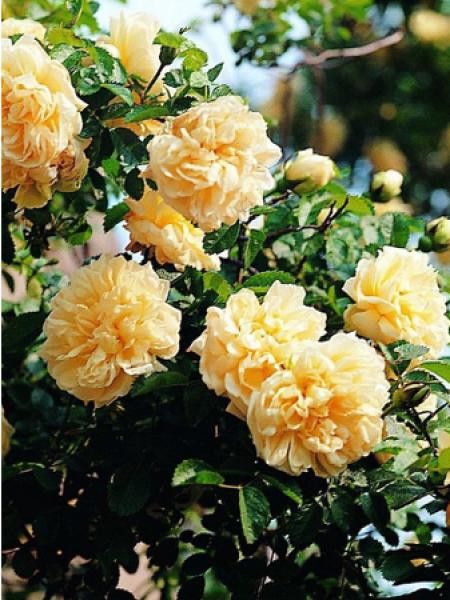 Rosier ancien Portland 'Agnès'