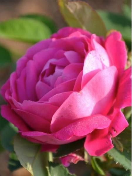 Rosier ancien Portland 'Antoine Ducher'