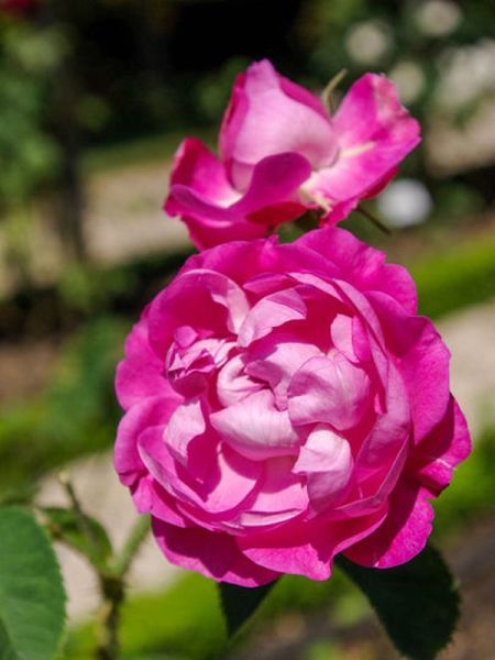 Rosier ancien Portland 'Horace Vernet'