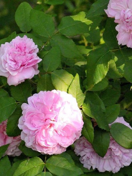 Rosier ancien Portland 'Jacques Cartier'