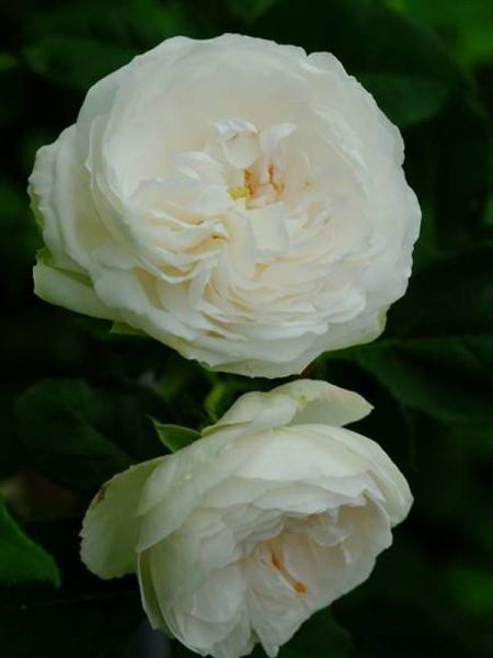Rosier ancien Portland 'Marie Accarie'