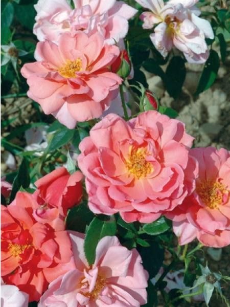 Rosier ancien Portland 'Mme Eugène Resal'