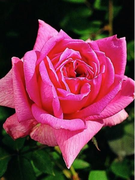 Rosier ancien Portland 'Mme Pierre Euler'