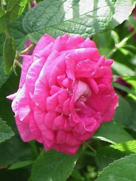 Rosier ancien Portland 'Roi de Pourpres'