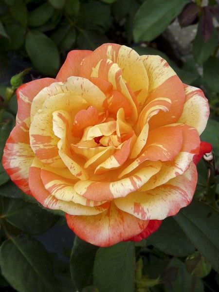 Rosier 'André Willemse'