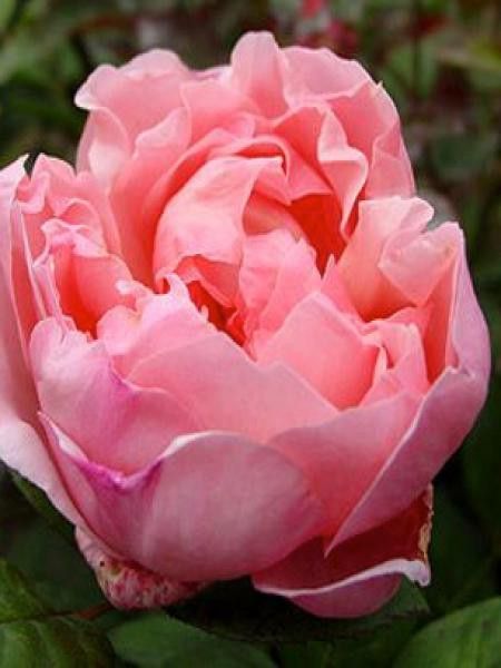 Rosier anglais 'Brother Cadfael'