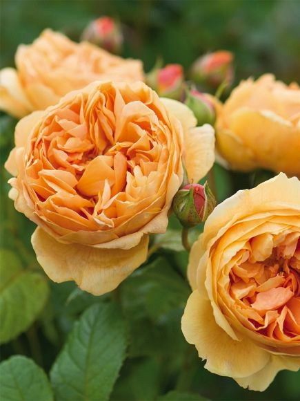 Rosier anglais 'Carolyn Knight'