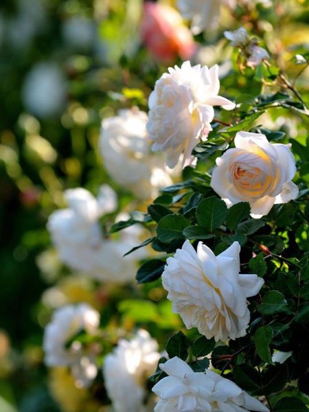 Rosier anglais 'Crocus Rose'