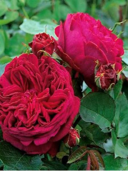 Rosier anglais 'Falstaff'