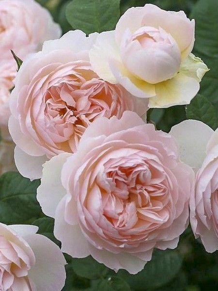 Rosier anglais 'Gentle Hermione'