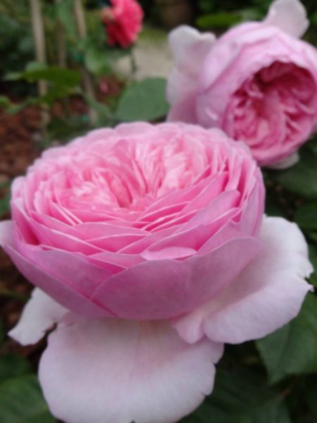 Rosier anglais 'Geoff Hamilton''