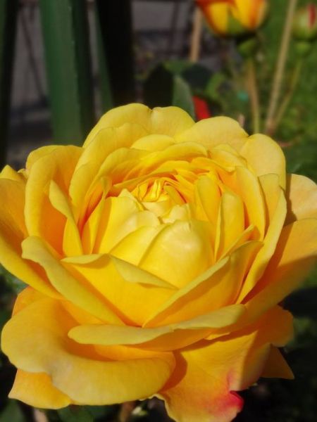 Rosier anglais 'Golden Celebration'