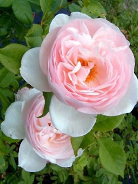 Rosier anglais 'Heritage'