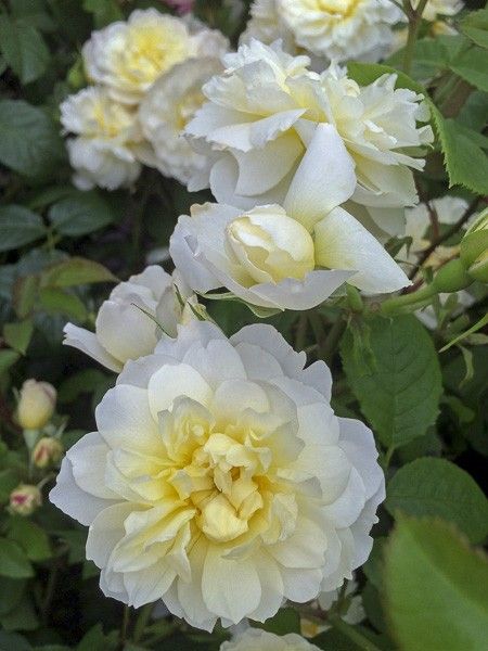 Rosier anglais 'Imogen'