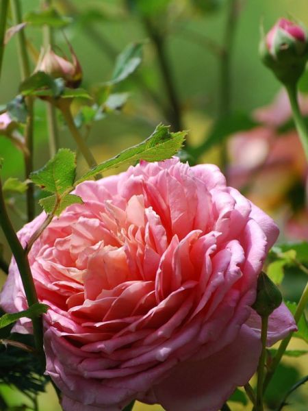 Rosier anglais 'Jubilee Celebration'