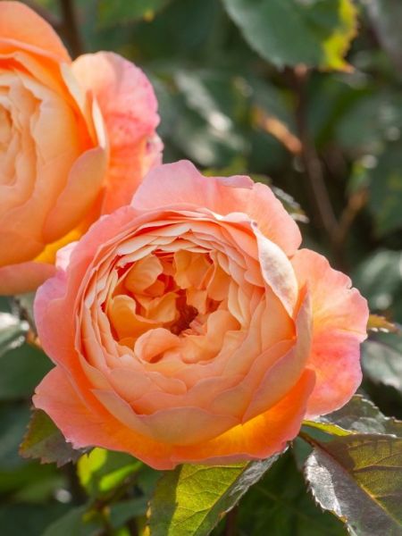 Rosier anglais 'Lady Emma Hamilton'
