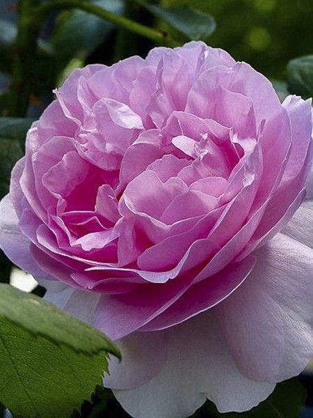 Rosier anglais 'Mary Rose'