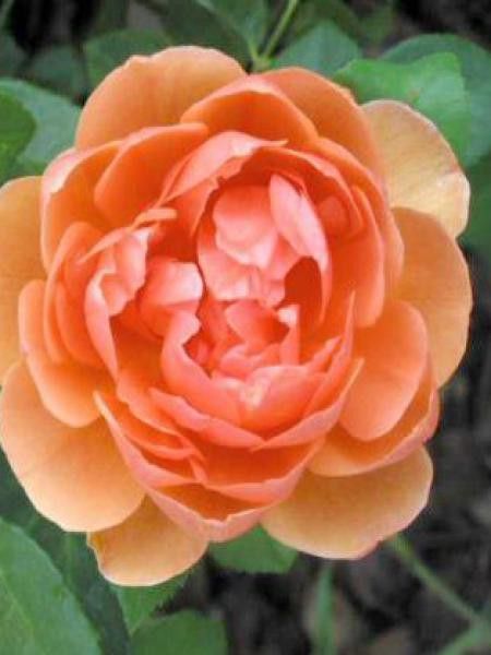 Rosier anglais 'Pat Austin'