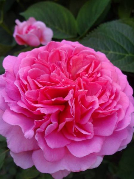 Rosier anglais 'Princess Alexandra of Kent'®