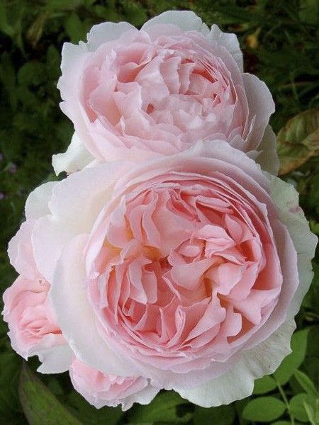 Rosier anglais 'Sharifa Asna'