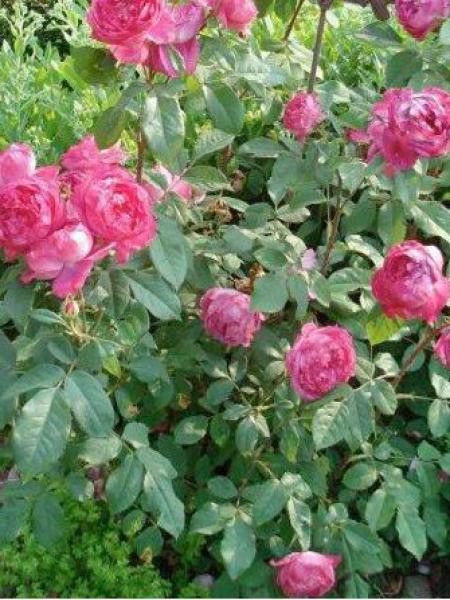 Rosier anglais 'Sir John Betjeman'