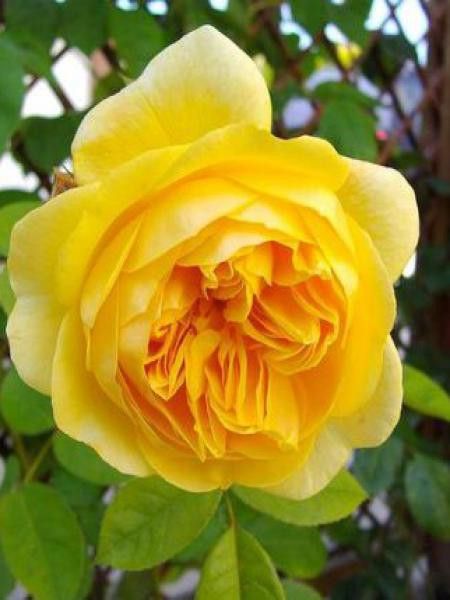 Rosier anglais 'Teasing Georgia'