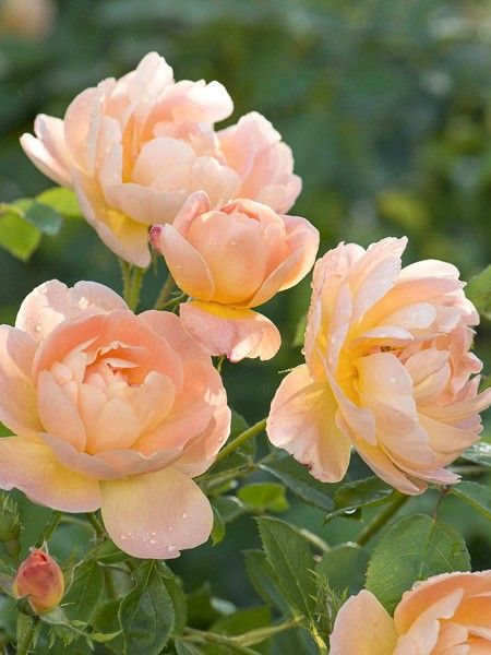 Rosier anglais 'The Lark Ascending'